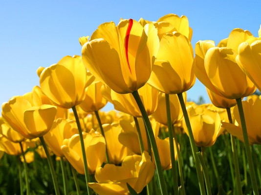 2658_Tulips.jpg